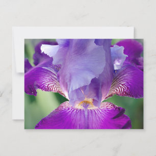 Glowing Iris Nature / Blommigt / botaniskt foto Vykort