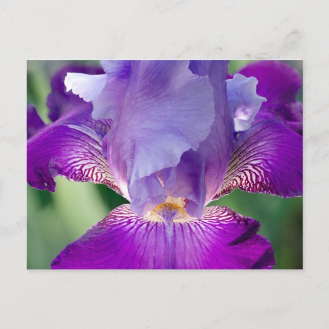 Glowing Iris Nature / Blommigt / botaniskt foto Vykort (Framsida)