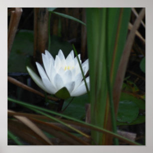 Glowing Lotus Vatten Lily Flower Poster
