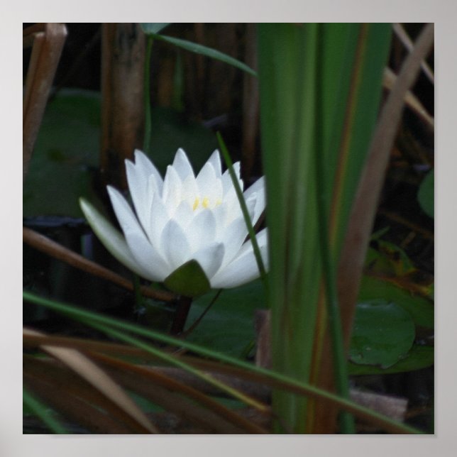 Glowing Lotus Vatten Lily Flower Poster (Framsidan)