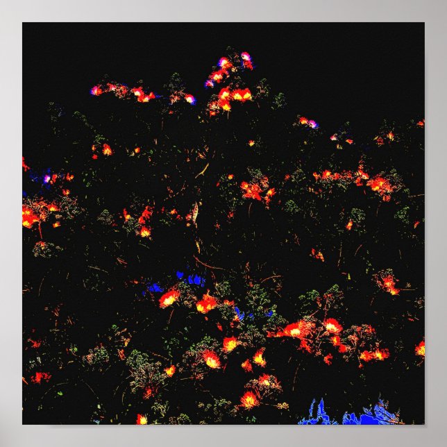 Glowing Mimosa Träd Poster (Framsidan)