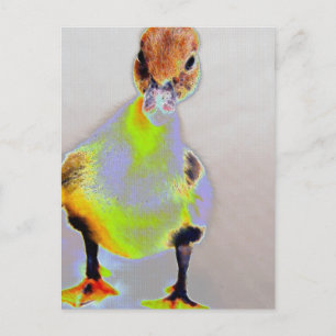 Glowing Muscovy Vykort