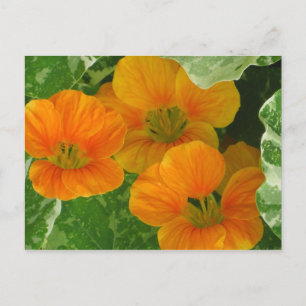 Glowing Nasturtiums Vykort
