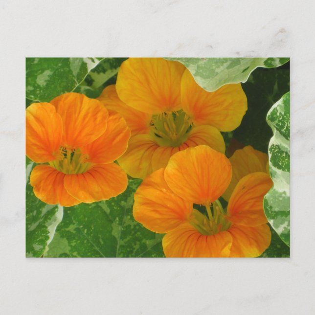 Glowing Nasturtiums Vykort (Framsida)