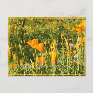 Glowing Poppy Patch Vykort