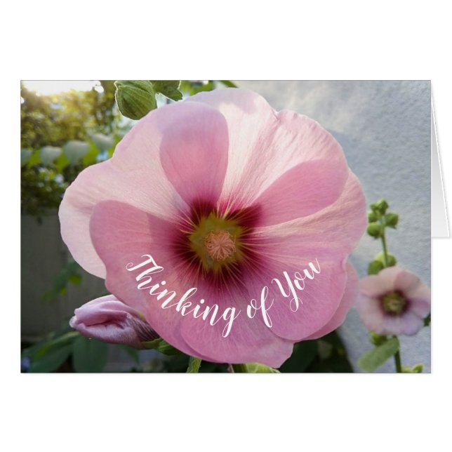 Glowing Rosa Hollyhock Flower Thinking Card Hälsningskort (Framsidan Horizontal)