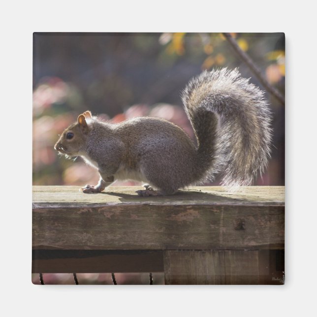 Glowing Squirrel Magnet (Framsidan)