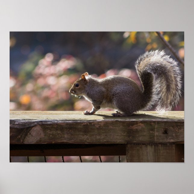 Glowing Squirrel Poster (Framsidan)