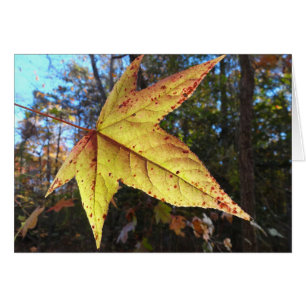 Glowing Sweetgum Löv i skogen OBS Kort