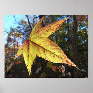 Glowing Sweetgum Löv i skogen Poster