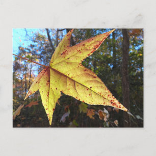 Glowing Sweetgum Löv i skogen Vykort