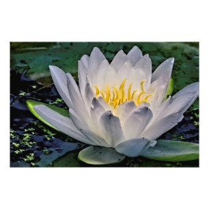 Glowing White Lotus blomma Fototryck