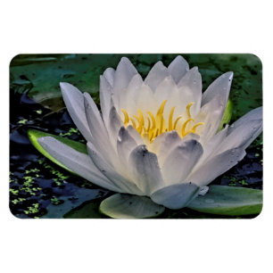 Glowing White Lotus blomma Magnet