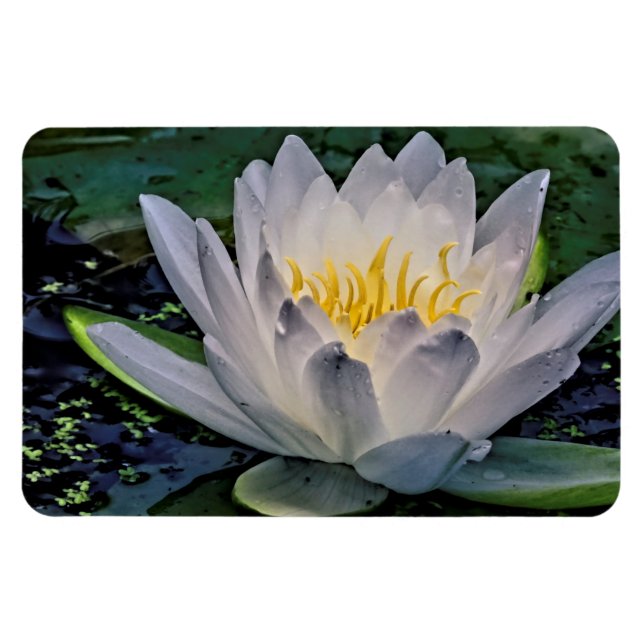 Glowing White Lotus blomma Magnet (Horisontell)