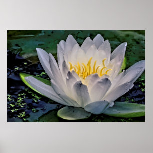 Glowing White Lotus blomma Poster