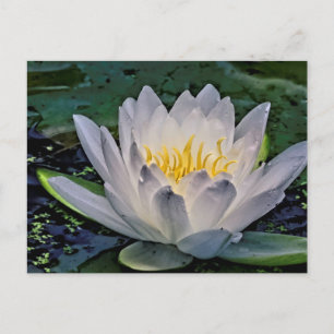 Glowing White Lotus blomma Vykort