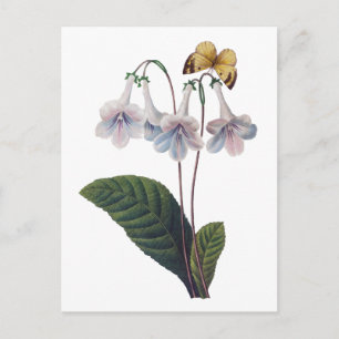 Gloxinia av Pierre Joseph Redoute Vykort