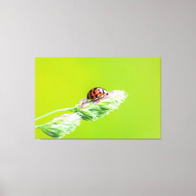 Glücksbringer-Marienkäfer für Deine Trollspö! Canvastryck (Framsida)