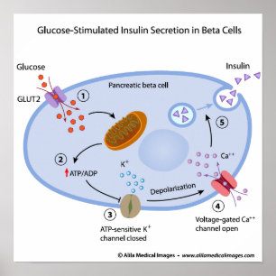 Glukos framkallar insulinsecretion i beta celler poster