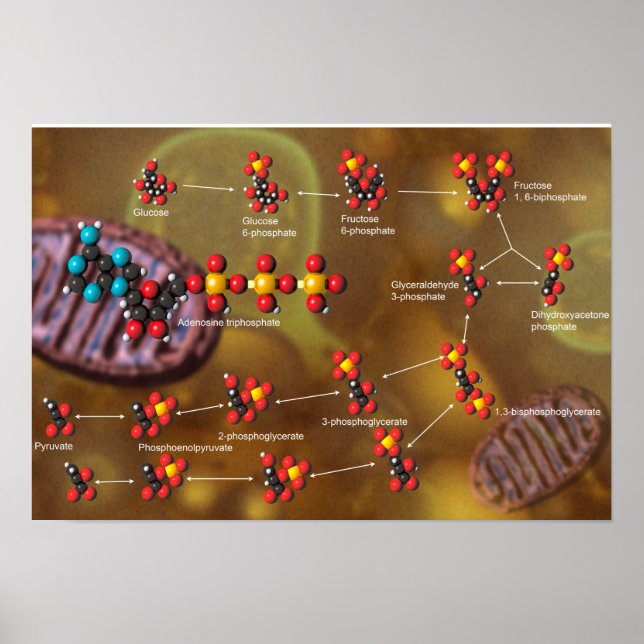 Glycolysis poster (Framsidan)