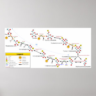 Glykolys Översiktdiagram för metaboliskt bana Poster