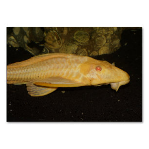 Glyptoperichthys gibbiceps bordsnummer