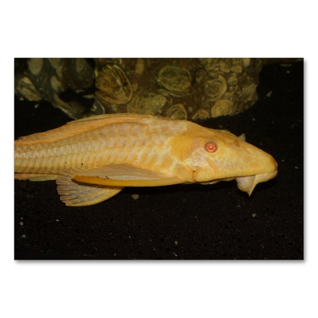 Glyptoperichthys gibbiceps bordsnummer (Framsidan)