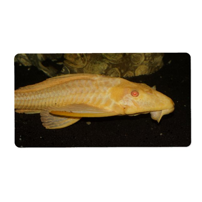 Glyptoperichthys gibbiceps fraktsedel (Framsidan)