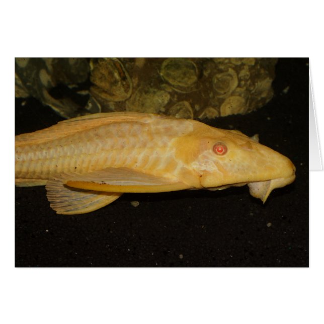 Glyptoperichthys gibbiceps hälsningskort (Framsidan Horizontal)