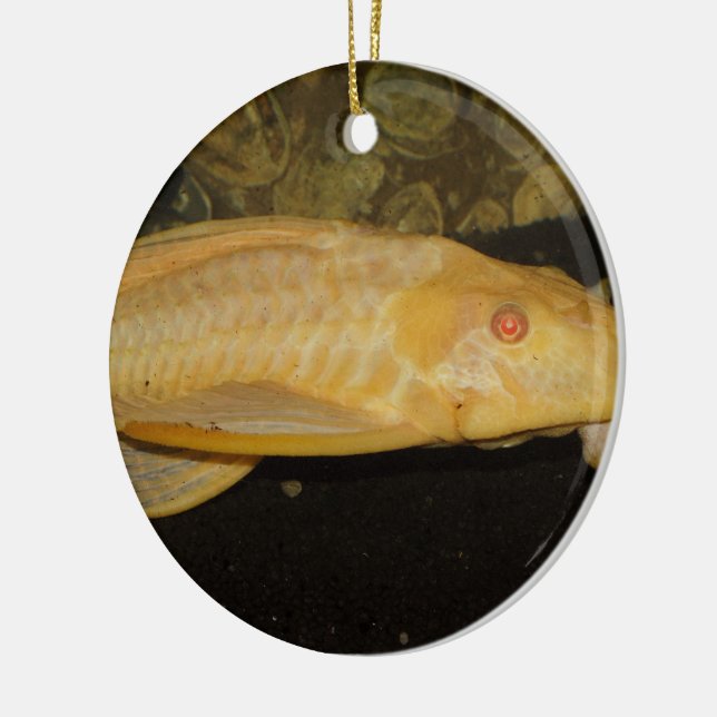 Glyptoperichthys gibbiceps julgransprydnad keramik (Vänster)