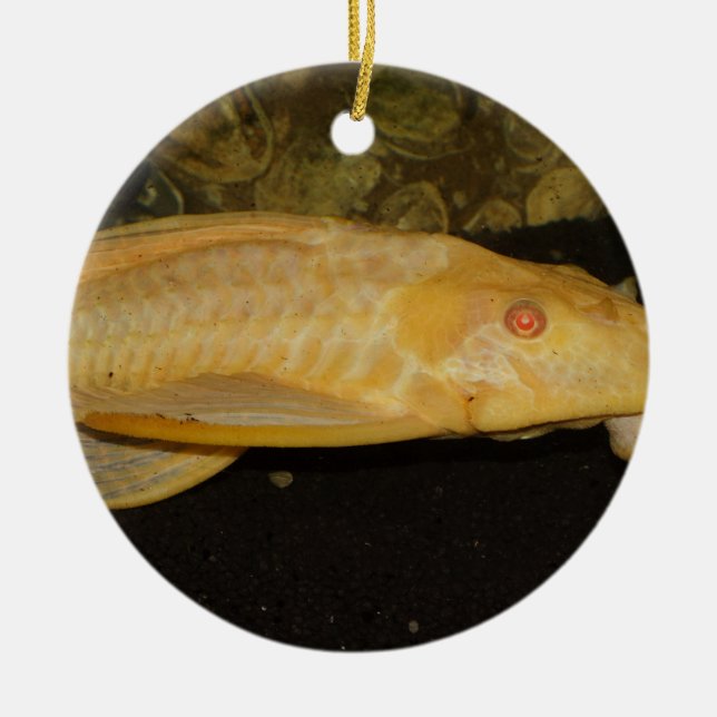 Glyptoperichthys gibbiceps julgransprydnad keramik (Framsidan)