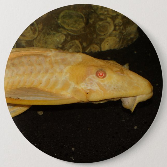 Glyptoperichthys gibbiceps knapp (Framsida)