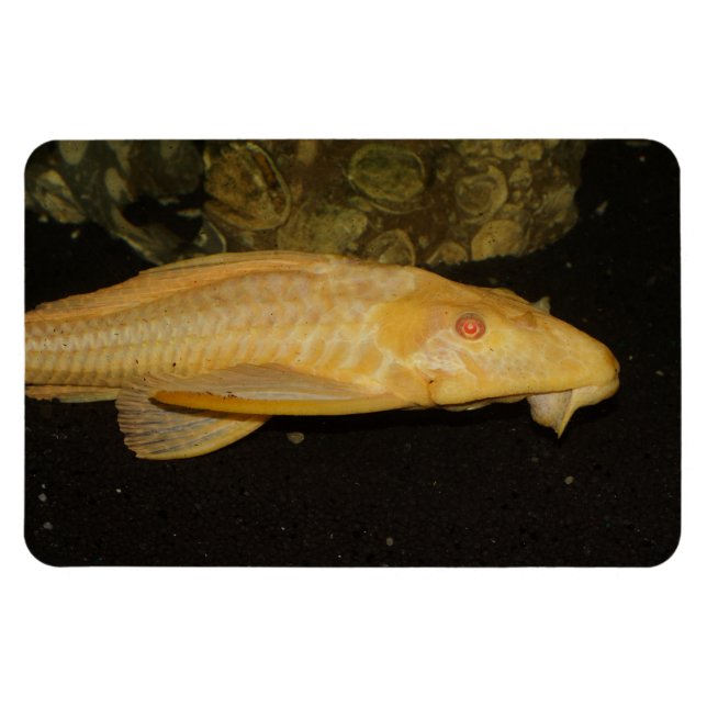 Glyptoperichthys gibbiceps magnet (Horisontell)