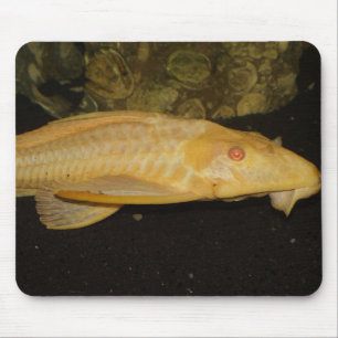 Glyptoperichthys gibbiceps musmatta