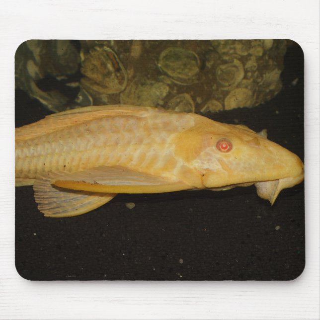 Glyptoperichthys gibbiceps musmatta (Framsidan)