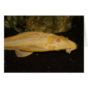 Glyptoperichthys gibbiceps OBS kort