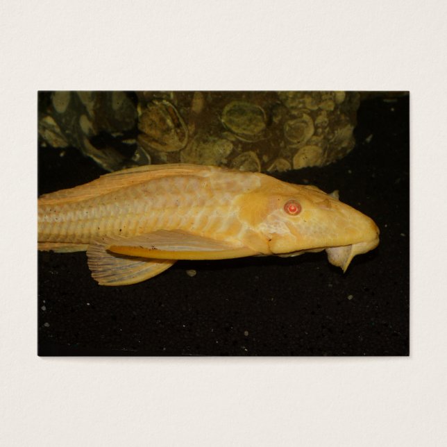 Glyptoperichthys gibbiceps visitkort (Framsidan)