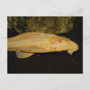 Glyptoperichthys gibbiceps vykort