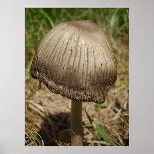 Glyssning Inkcap Mushroom Poster