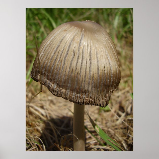Glyssning Inkcap Mushroom Poster (Framsidan)