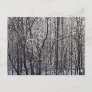 Glyssning Isig Forest in God Light II Vykort