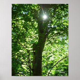 Glyssning Sol Träd Poster