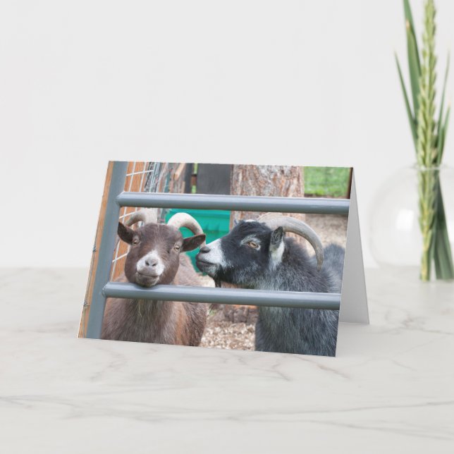 Gnäggande getter! kort (Framsida)