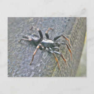 Gnaphosid Spider-vykort Vykort