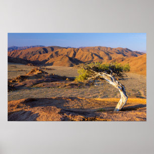 Gnarled Träd och Desert Lands, Richtersveld Poster