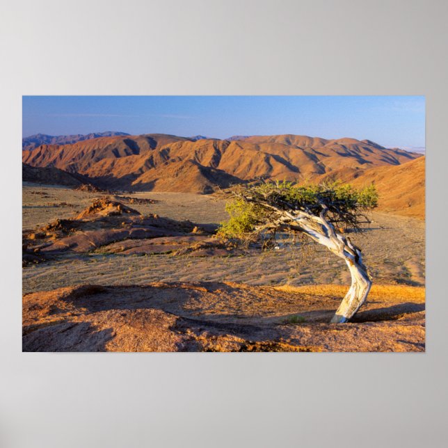 Gnarled Träd och Desert Lands, Richtersveld Poster (Framsidan)