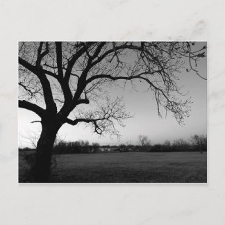 Gnarled trädvykort vykort