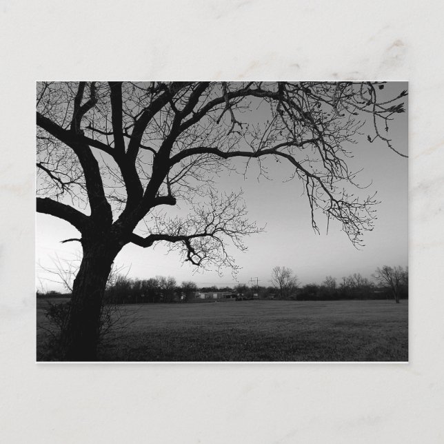 Gnarled trädvykort vykort (Framsida)