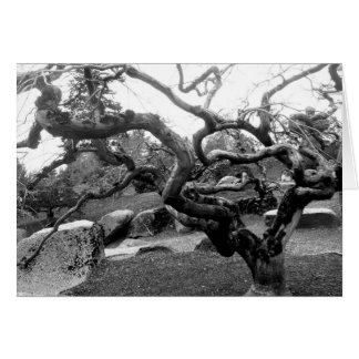 Gnarly kort för lönn 5x7