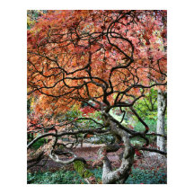 Gnarly Twisted Japansk Maple Träd Photo